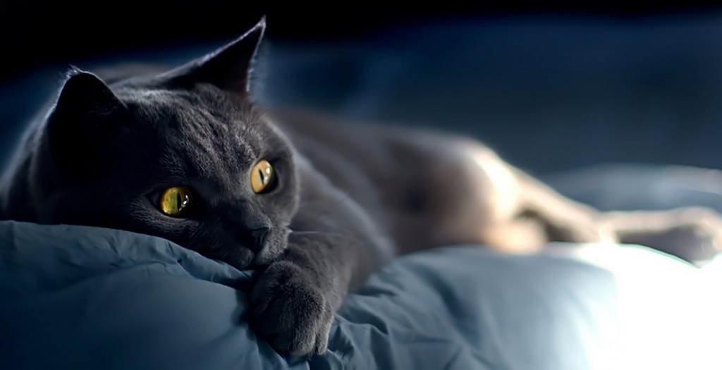 Объявления о кошках | ЗооТом - продажа, вязка и услуги для животных в Севастополе