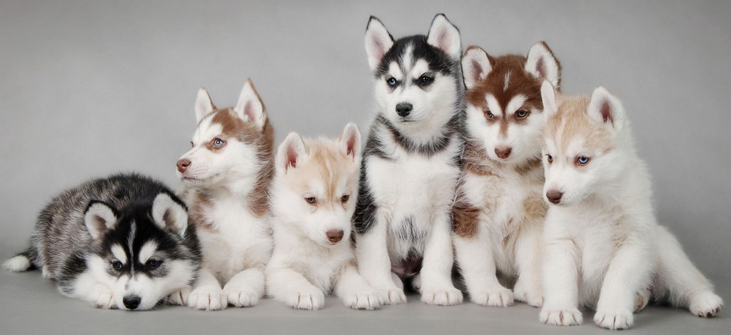 Объявления о собаках | ЗооТом - продажа, вязка и услуги для животных в Севастополе