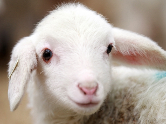 Овцы и бараны в Севастополе | ЗооТом портал о животных