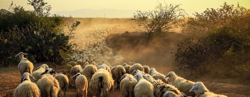 Все об овцах в Севастополе | ЗооТом портал о животных