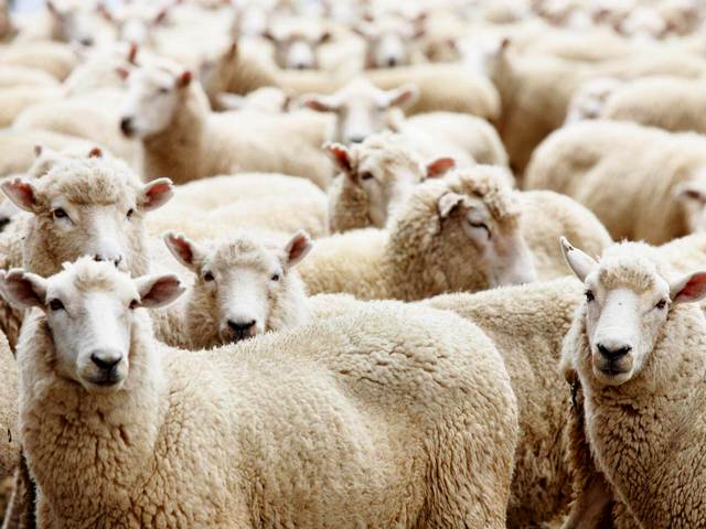 Породы овец в Севастополе | ЗооТом портал о животных