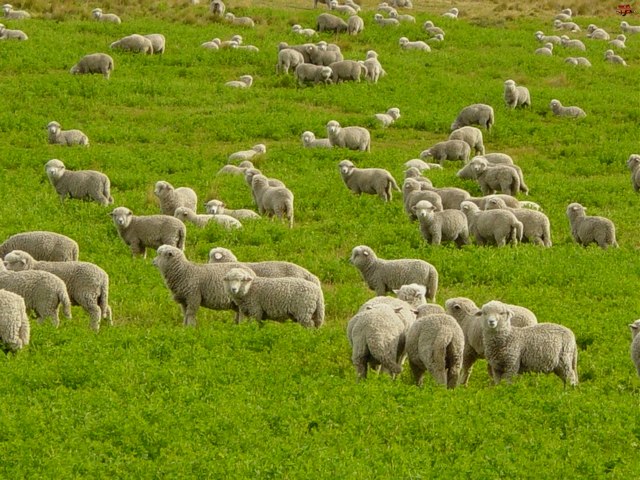 Содержание овец и уход за ними в Севастополе | ЗооТом портал о животных