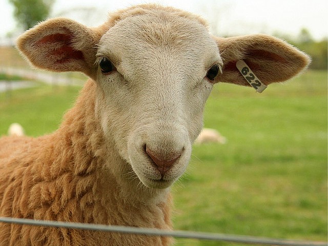 Статьи об овцах в Севастополе | ЗооТом портал о животных