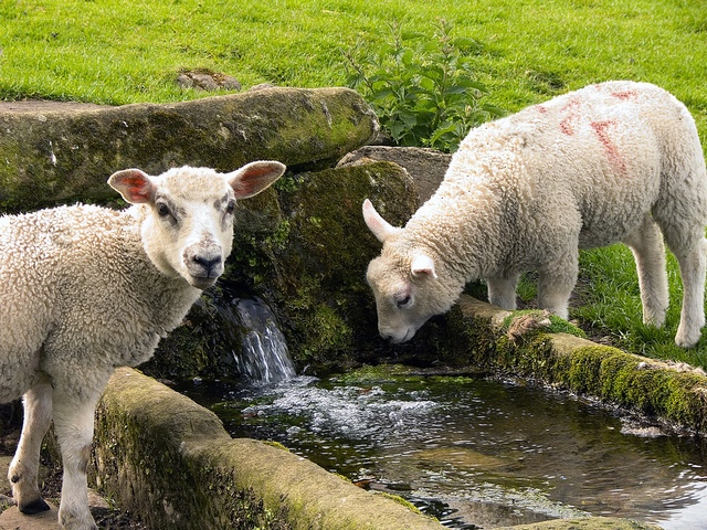 Статьи об овцах в Севастополе | ЗооТом портал о животных