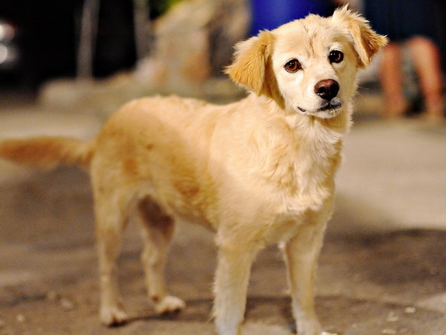 Породы собак в Севастополе | ЗооТом портал о животных