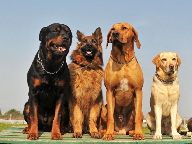 Крупные породы собак в Севастополе | ЗооТом портал о животных