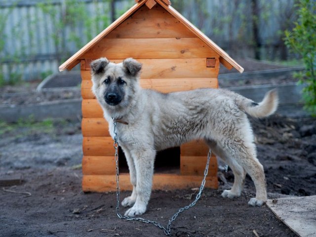 Все о собаках в Севастополе