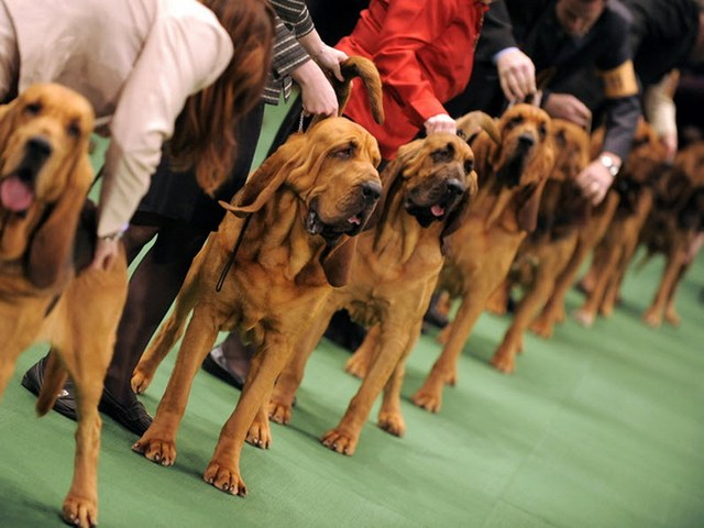 Выставки собак в Севастополе