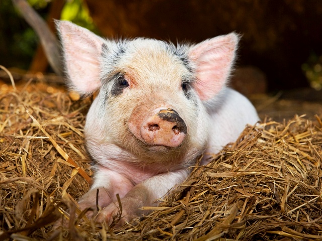 Все о свиньях в Севастополе | ЗооТом портал о животных